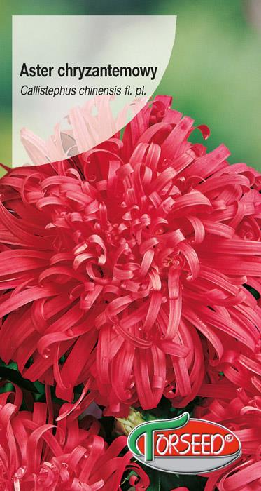 ASTER CHRYZANTEMOWY 1 g