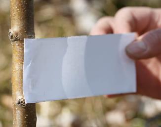 PASEK/PŁYTKA OWADOBÓJCZY DO PUŁAPEK       KOMINOWYCH NA KASZTANOWCA