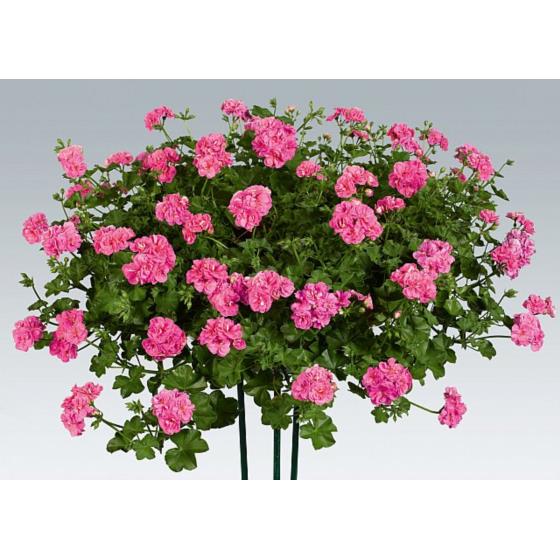 PELARGONIA CZERWONA 10 SZT