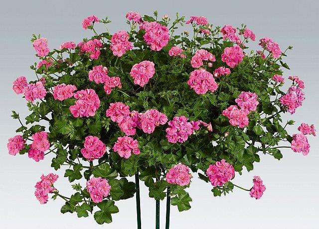 PELARGONIA CZERWONA 10 SZT