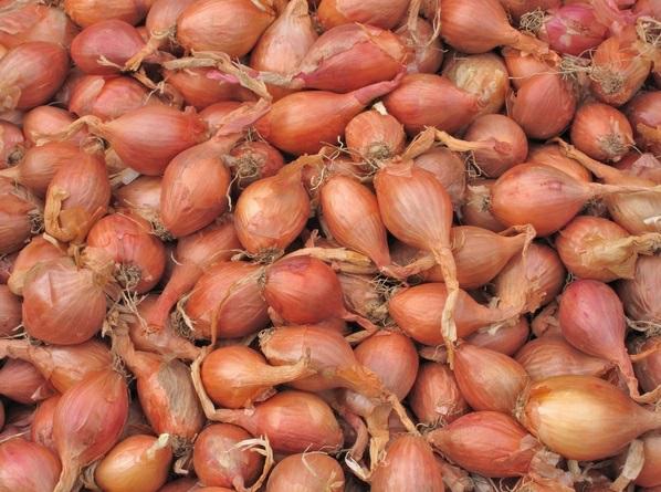 CEBULA DYMKA SZALOTKA 250 g,