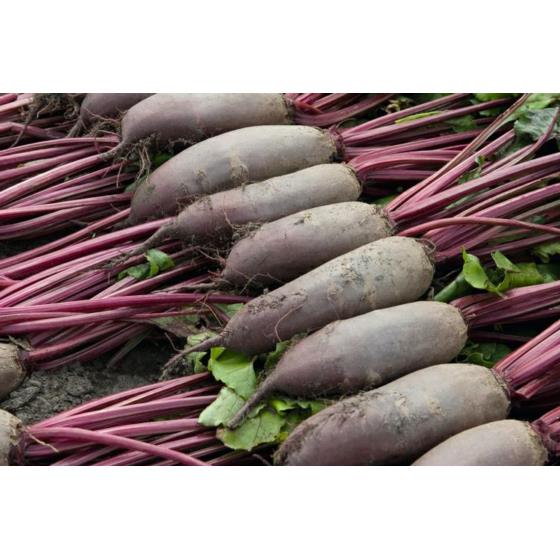 BURAK ĆWIKŁOWY ALTO 10.000 szt.