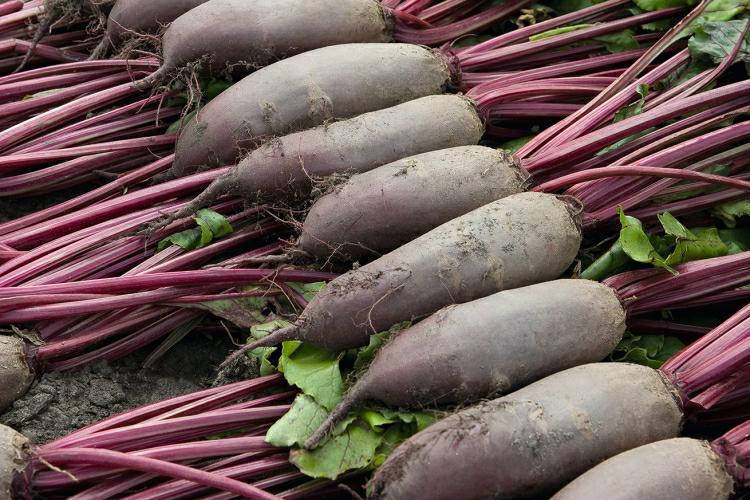 BURAK ĆWIKŁOWY ALTO 10.000 szt.