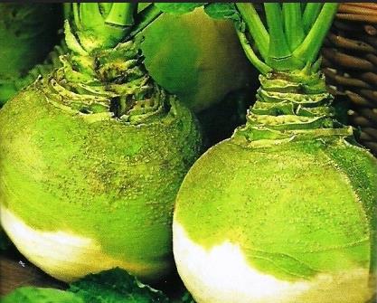 BRUKIEW WILHELMSBURGER 10 G