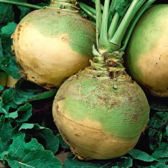 BRUKIEW PASTEWNA KASZUBSKA BIAŁA 10 G,