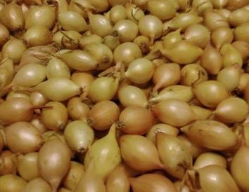 CEBULA DYMKA WOLSKA II 0,25KG,
