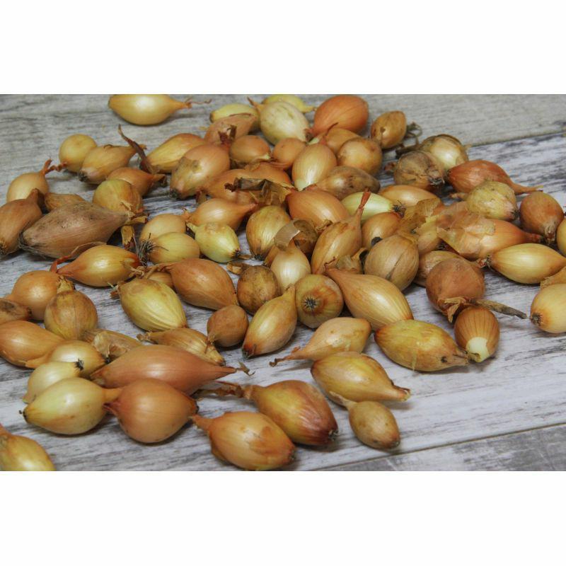 CEBULA DYMKA ŻÓŁTA STURON 250 g,
